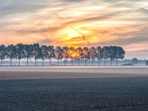 Preview wallpaper field, trees, sunset, fog, dusk