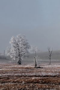 Preview wallpaper field, trees, winter, frost, landscape