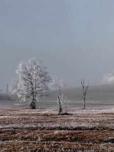 Preview wallpaper field, trees, winter, frost, landscape