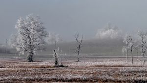 Preview wallpaper field, trees, winter, frost, landscape