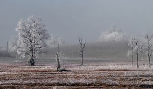 Preview wallpaper field, trees, winter, frost, landscape