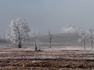 Preview wallpaper field, trees, winter, frost, landscape