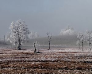 Preview wallpaper field, trees, winter, frost, landscape