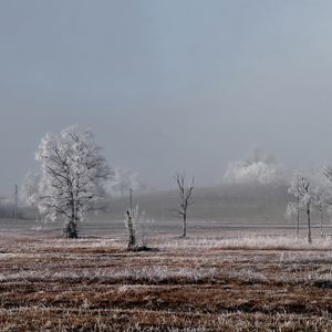 Preview wallpaper field, trees, winter, frost, landscape