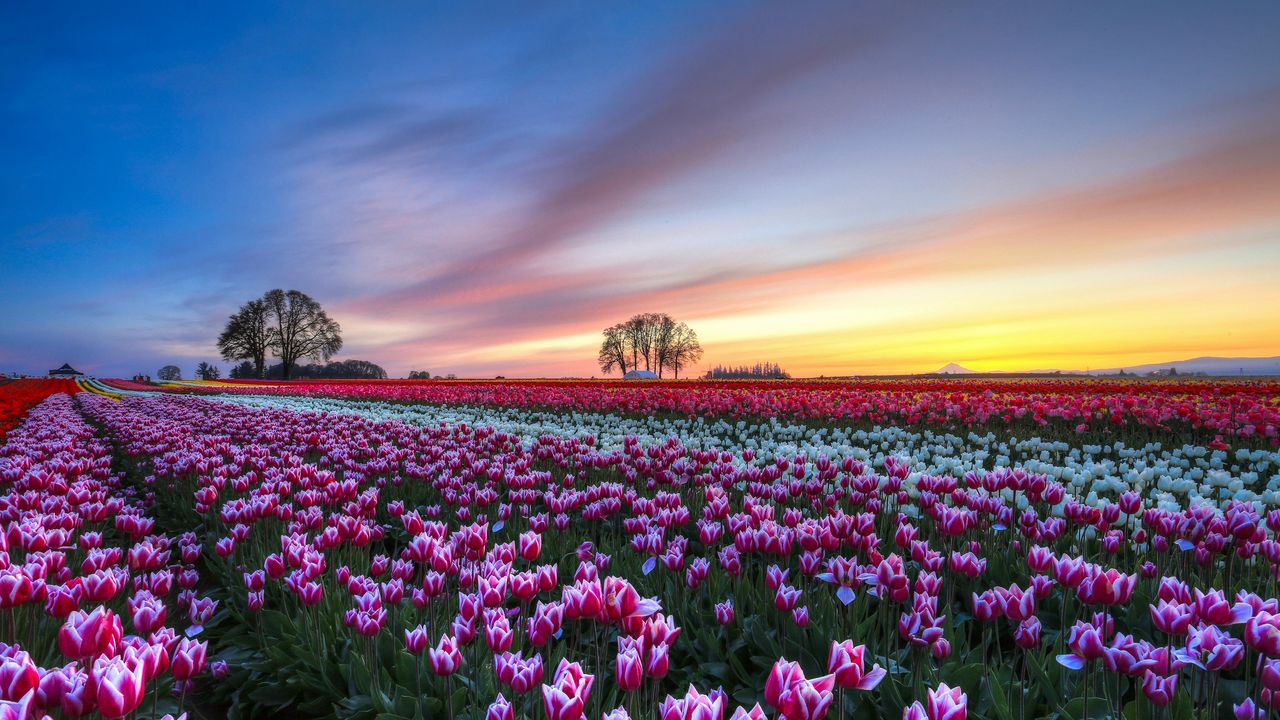 Wallpaper field, tulips, colorful, flowers, trees, evening, sunset, sky, clouds