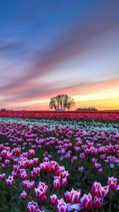 Preview wallpaper field, tulips, colorful, flowers, trees, evening, sunset, sky, clouds