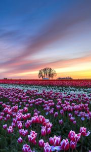 Preview wallpaper field, tulips, colorful, flowers, trees, evening, sunset, sky, clouds