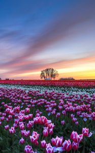 Preview wallpaper field, tulips, colorful, flowers, trees, evening, sunset, sky, clouds