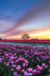 Preview wallpaper field, tulips, colorful, flowers, trees, evening, sunset, sky, clouds