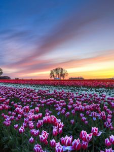 Preview wallpaper field, tulips, colorful, flowers, trees, evening, sunset, sky, clouds