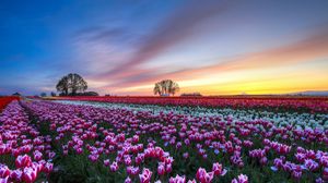 Preview wallpaper field, tulips, colorful, flowers, trees, evening, sunset, sky, clouds