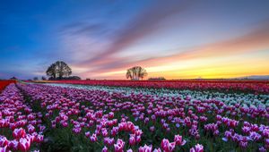 Preview wallpaper field, tulips, colorful, flowers, trees, evening, sunset, sky, clouds