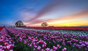 Preview wallpaper field, tulips, colorful, flowers, trees, evening, sunset, sky, clouds