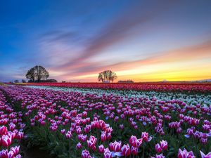 Preview wallpaper field, tulips, colorful, flowers, trees, evening, sunset, sky, clouds