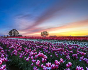 Preview wallpaper field, tulips, colorful, flowers, trees, evening, sunset, sky, clouds