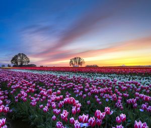Preview wallpaper field, tulips, colorful, flowers, trees, evening, sunset, sky, clouds