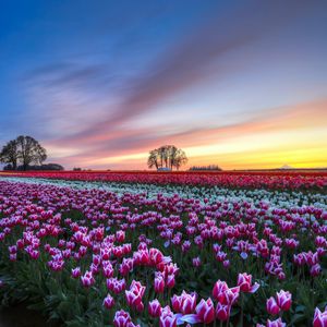 Preview wallpaper field, tulips, colorful, flowers, trees, evening, sunset, sky, clouds