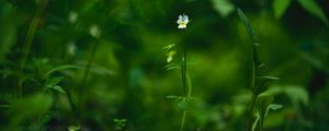 Preview wallpaper field violet, flower, plant, macro