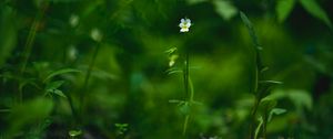 Preview wallpaper field violet, flower, plant, macro