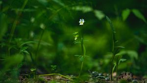 Preview wallpaper field violet, flower, plant, macro