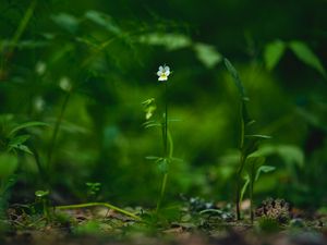 Preview wallpaper field violet, flower, plant, macro