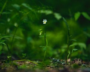 Preview wallpaper field violet, flower, plant, macro