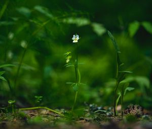 Preview wallpaper field violet, flower, plant, macro