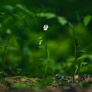 Preview wallpaper field violet, flower, plant, macro