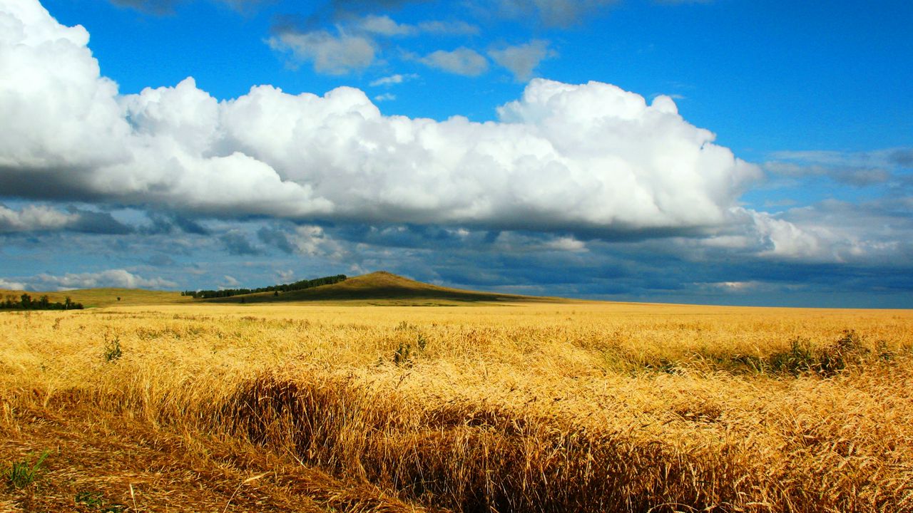 Wallpaper field, wheat, autumn, cleaning, kazakhstan, petropavlovsk, heaven, cloud, distance, endless