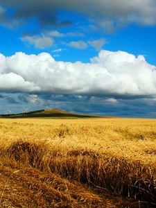Preview wallpaper field, wheat, autumn, cleaning, kazakhstan, petropavlovsk, heaven, cloud, distance, endless