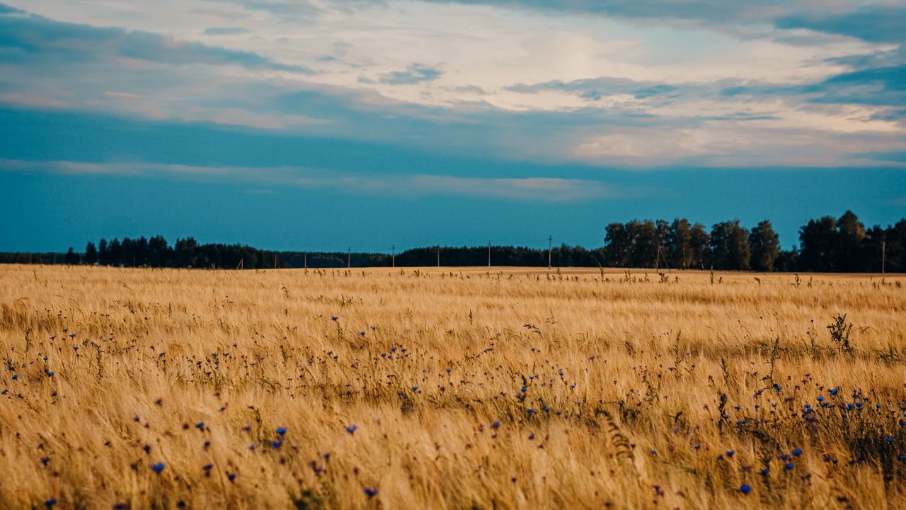 Wallpaper field, wheat, cornflowers, flowers, nature