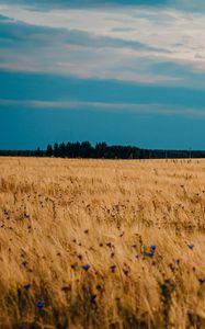 Preview wallpaper field, wheat, cornflowers, flowers, nature