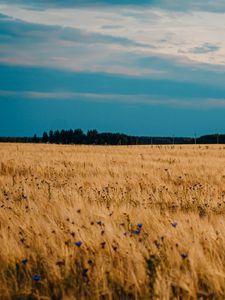 Preview wallpaper field, wheat, cornflowers, flowers, nature