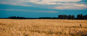 Preview wallpaper field, wheat, cornflowers, flowers, nature