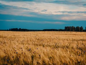 Preview wallpaper field, wheat, cornflowers, flowers, nature