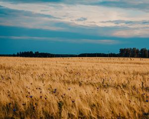 Preview wallpaper field, wheat, cornflowers, flowers, nature