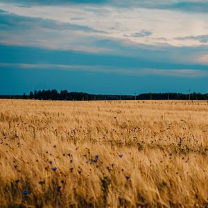 Preview wallpaper field, wheat, cornflowers, flowers, nature