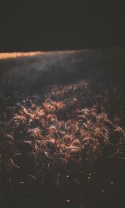 Preview wallpaper field, wheat, dark, shadow, spikelets