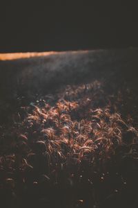 Preview wallpaper field, wheat, dark, shadow, spikelets