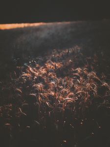 Preview wallpaper field, wheat, dark, shadow, spikelets