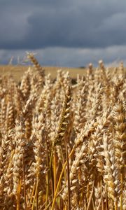 Preview wallpaper field, wheat, ears, cornfield, summer