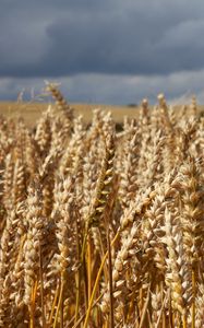 Preview wallpaper field, wheat, ears, cornfield, summer