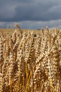 Preview wallpaper field, wheat, ears, cornfield, summer