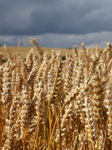 Preview wallpaper field, wheat, ears, cornfield, summer