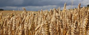 Preview wallpaper field, wheat, ears, cornfield, summer