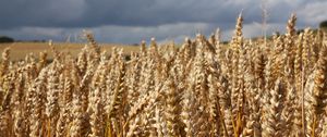 Preview wallpaper field, wheat, ears, cornfield, summer