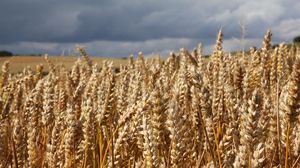 Preview wallpaper field, wheat, ears, cornfield, summer