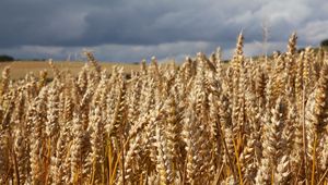 Preview wallpaper field, wheat, ears, cornfield, summer