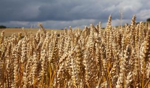 Preview wallpaper field, wheat, ears, cornfield, summer