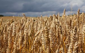 Preview wallpaper field, wheat, ears, cornfield, summer